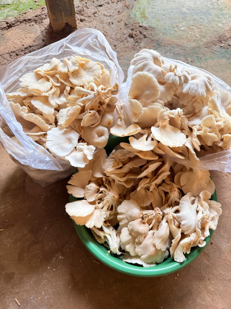 A fresh daily harvest of SS OM BHARAT oyster mushrooms in bags and a bowl